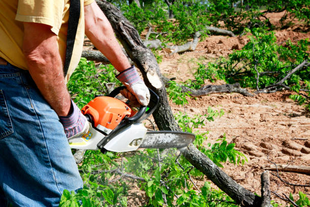 Reliable Chester Gap, VA Tree Service Solutions